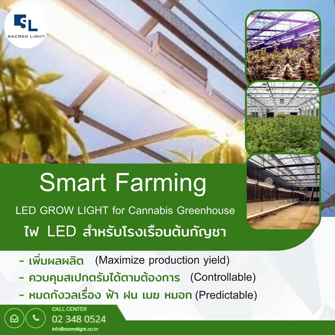 ไฟปลูกต้นไม้ LED สำหรับโรงเรือนต้นกัญชา (Smart Farming LED GROW LIGHT for Cannabis Greenhouse)